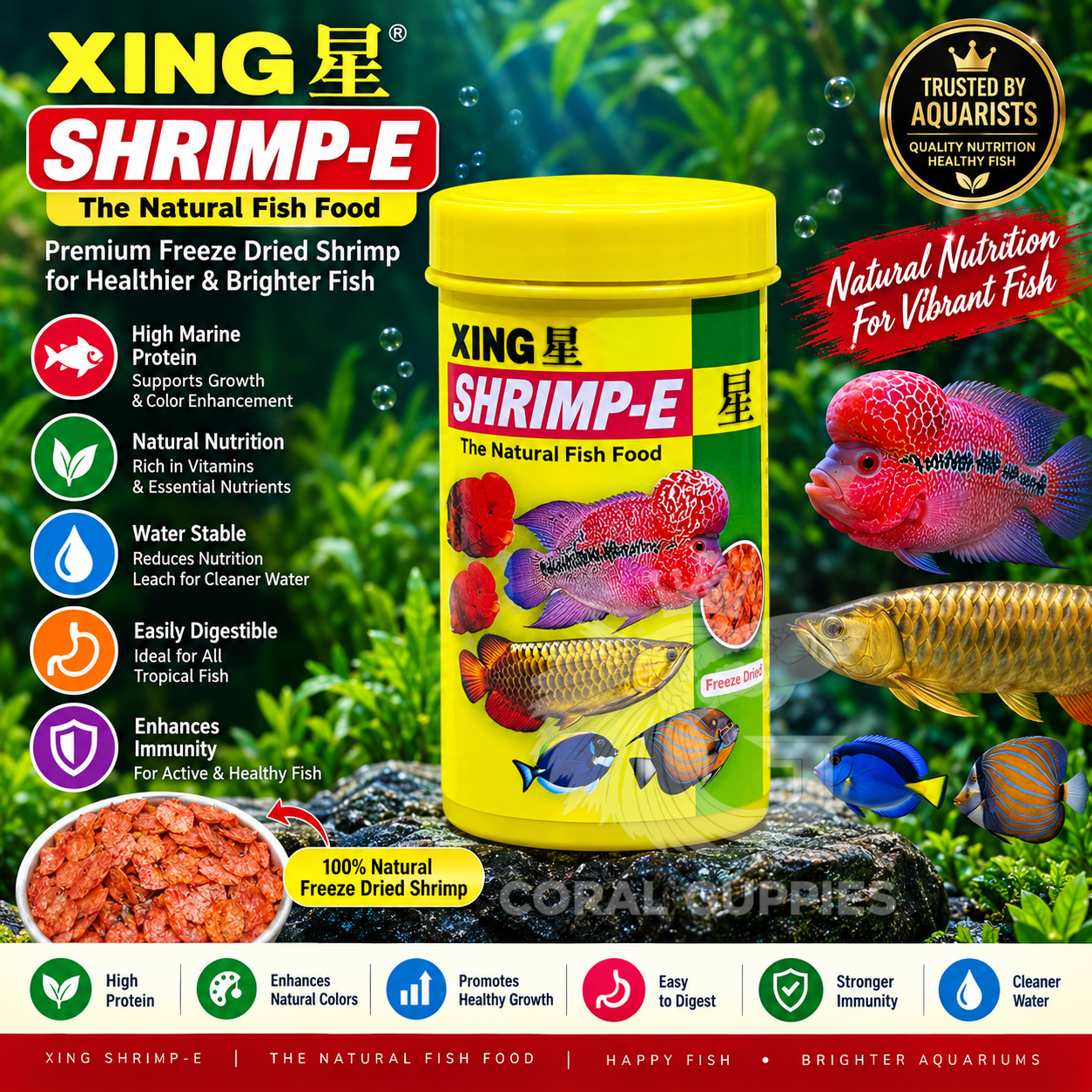 Xing - Shrimp E