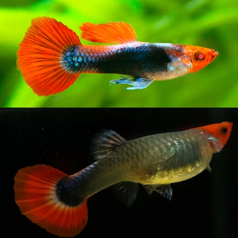 Koi Tuxedo Guppy Breeding Pair Coral Guppies Salem Tamil Nadu India