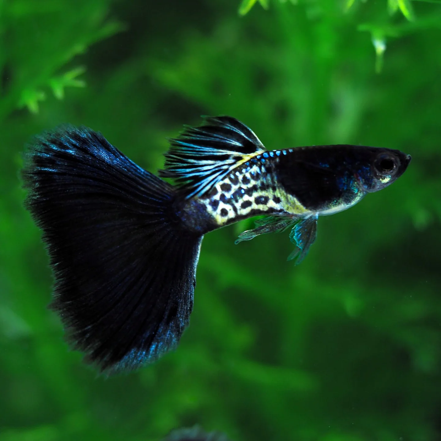 Metal Blue Black Guppy Breeding Pair Coral Guppies Salem Tamil Nadu India