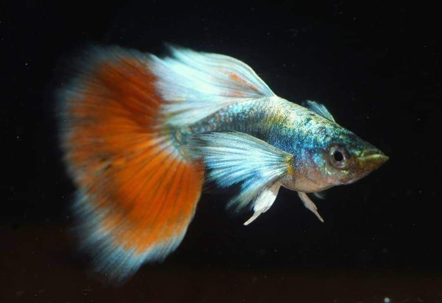 Santa Claus White Ear Guppy Juvenile Pair Coral Guppies Salem Tamil Nadu