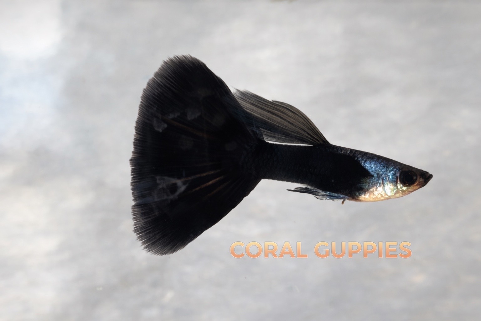 Silverado Dark Night Guppy Breeding Pair Coral Guppies Salem Tamil Nadu
