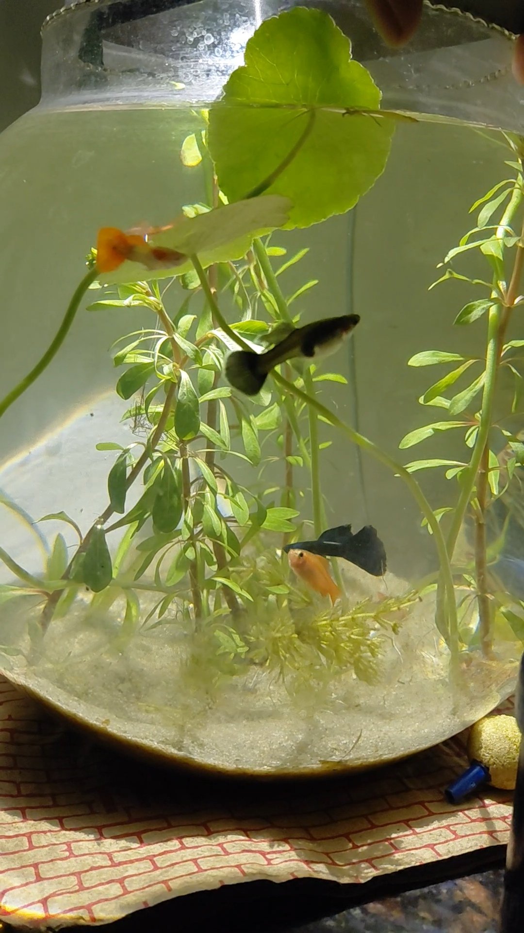 Customer Tank Setup